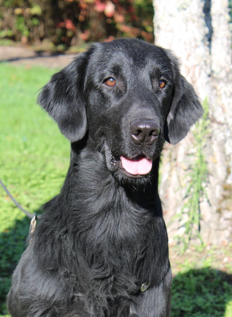 Les Flat Coated Retriever de l'affixe de la Passe de l'Eider