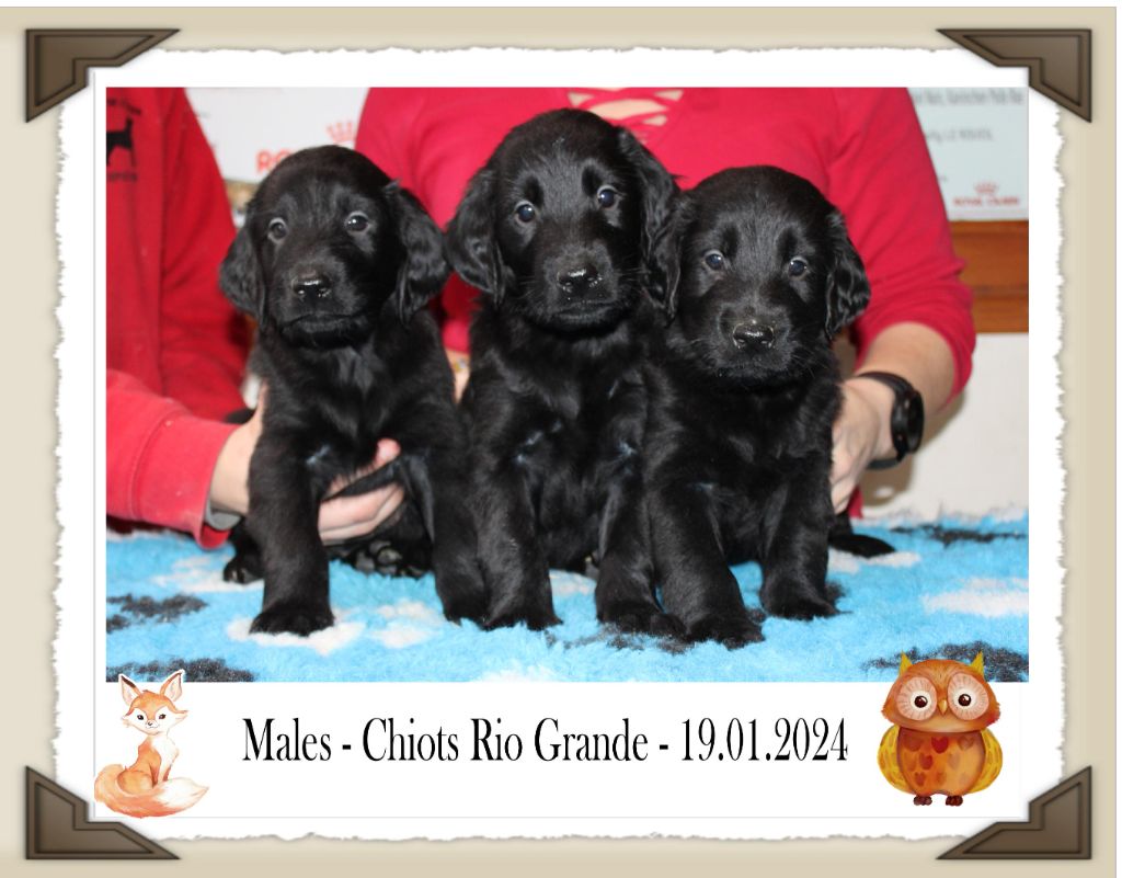 de la Passe de l'Eider - Chiot disponible  - Flat Coated Retriever