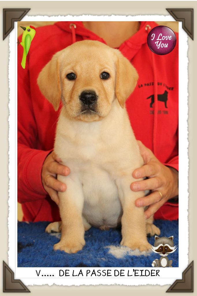 chiot Labrador Retriever de la Passe de l'Eider