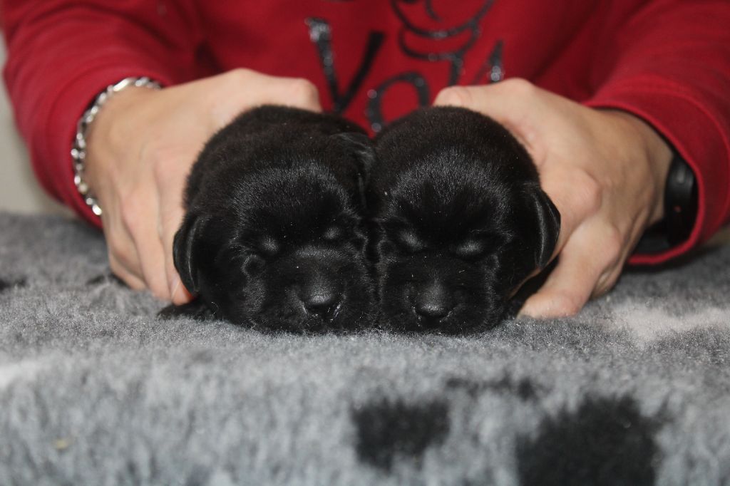 chiot Labrador Retriever de la Passe de l'Eider