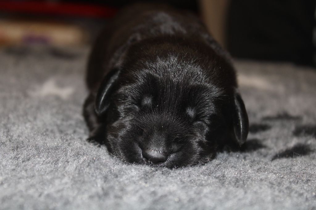 de la Passe de l'Eider - Chiot disponible  - Labrador Retriever