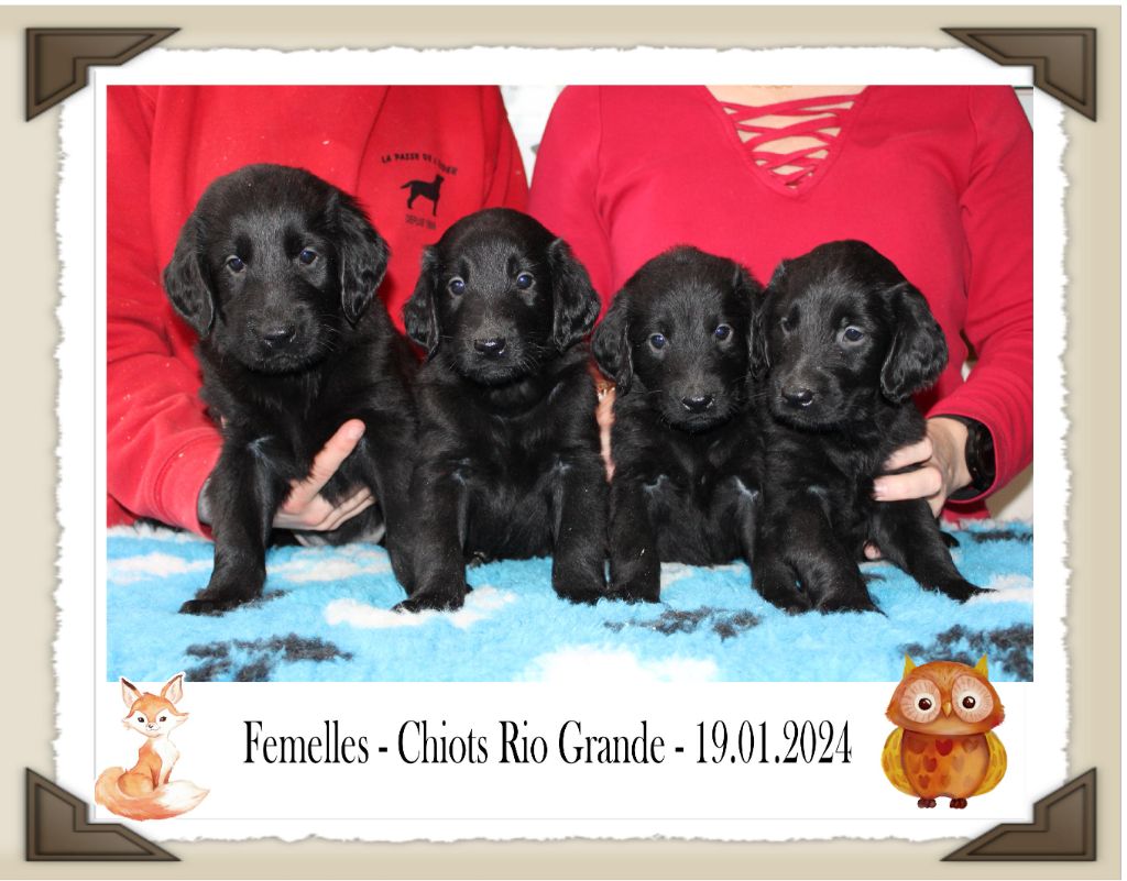 de la Passe de l'Eider - Chiot disponible  - Flat Coated Retriever