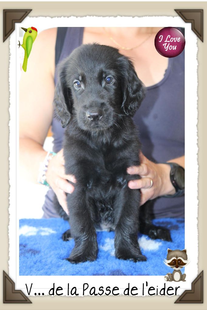 chiot Flat Coated Retriever de la Passe de l'Eider