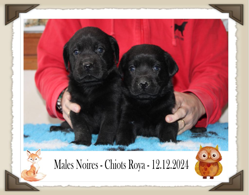 de la Passe de l'Eider - Chiot disponible  - Labrador Retriever