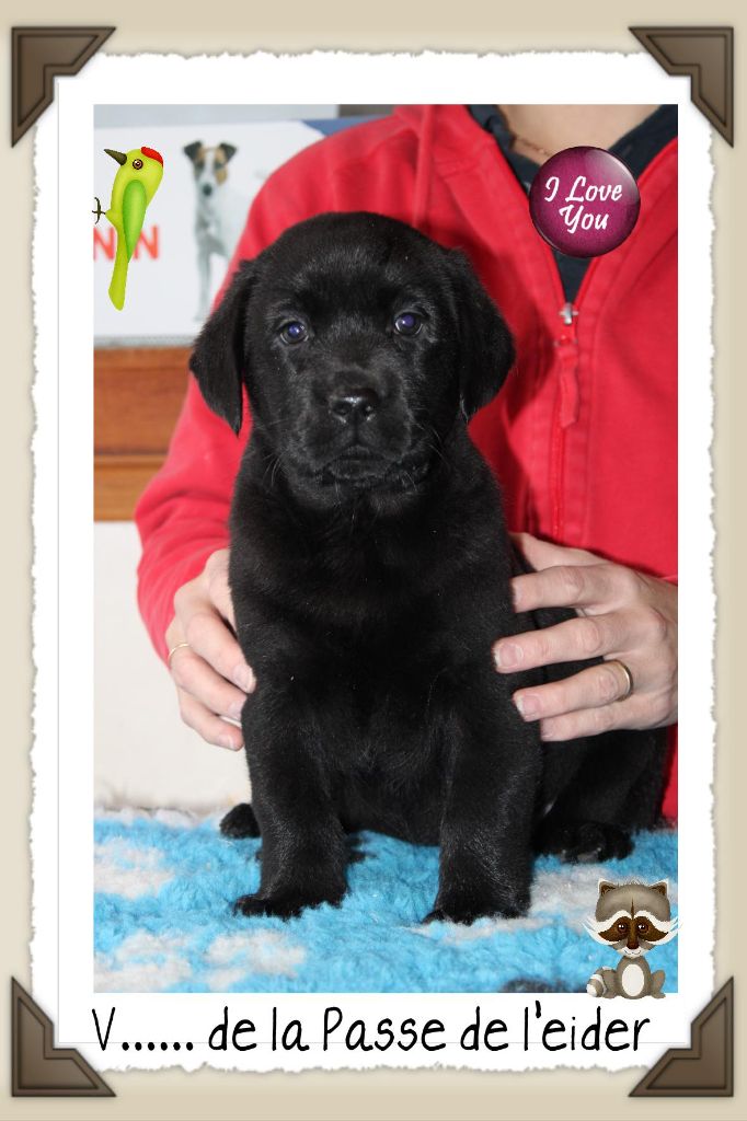 de la Passe de l'Eider - Chiot disponible  - Labrador Retriever