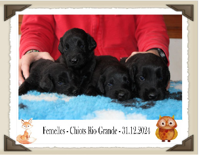 de la Passe de l'Eider - Flat Coated Retriever - Portée née le 07/12/2024