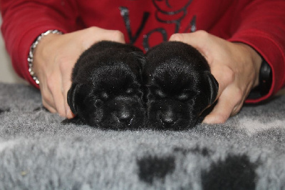 de la Passe de l'Eider - Labrador Retriever - Portée née le 12/11/2024