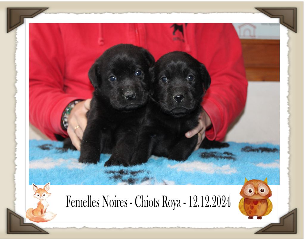 de la Passe de l'Eider - Chiot disponible  - Labrador Retriever