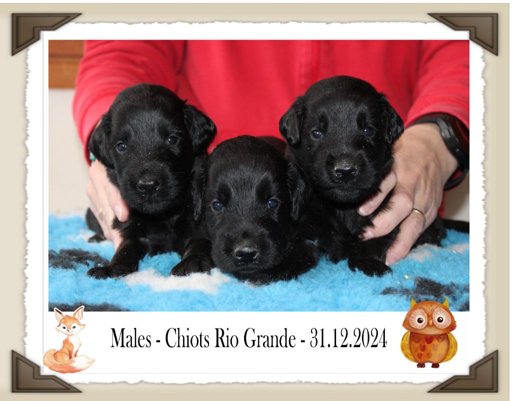 de la Passe de l'Eider - Chiot disponible  - Flat Coated Retriever