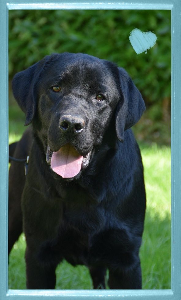 CH. bloomwood Royal major guardian dit georges