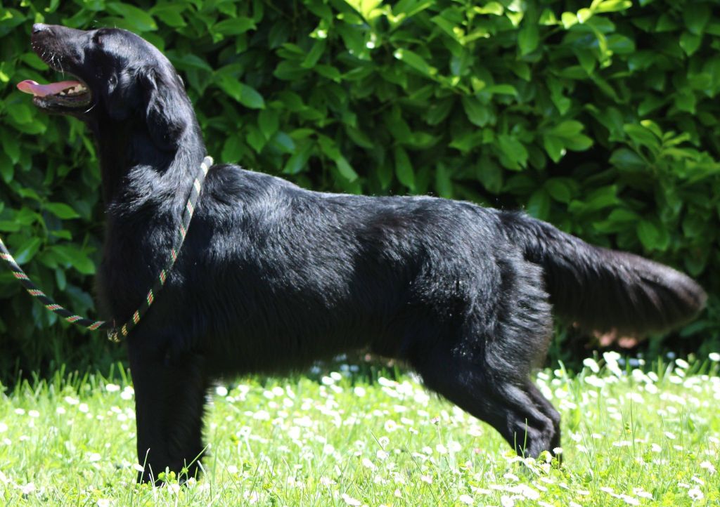 CH. Prince charmant Du Domaine De  Maliba