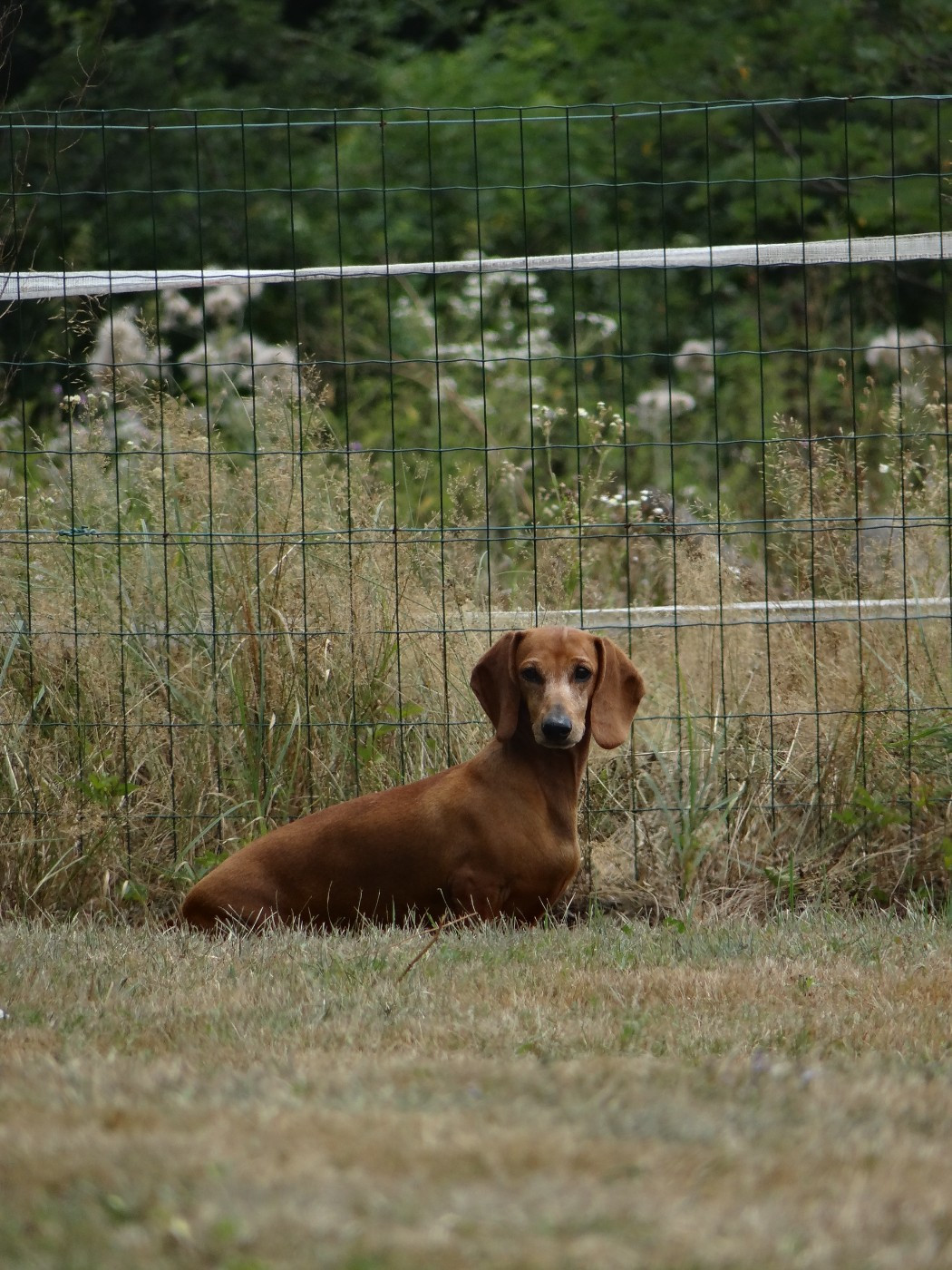 CH. canis formula Bastet
