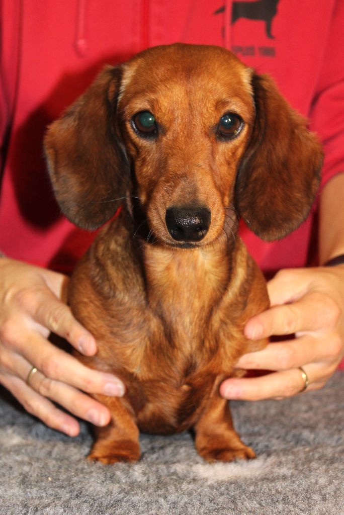 Sex bomb de la Passe de l'Eider