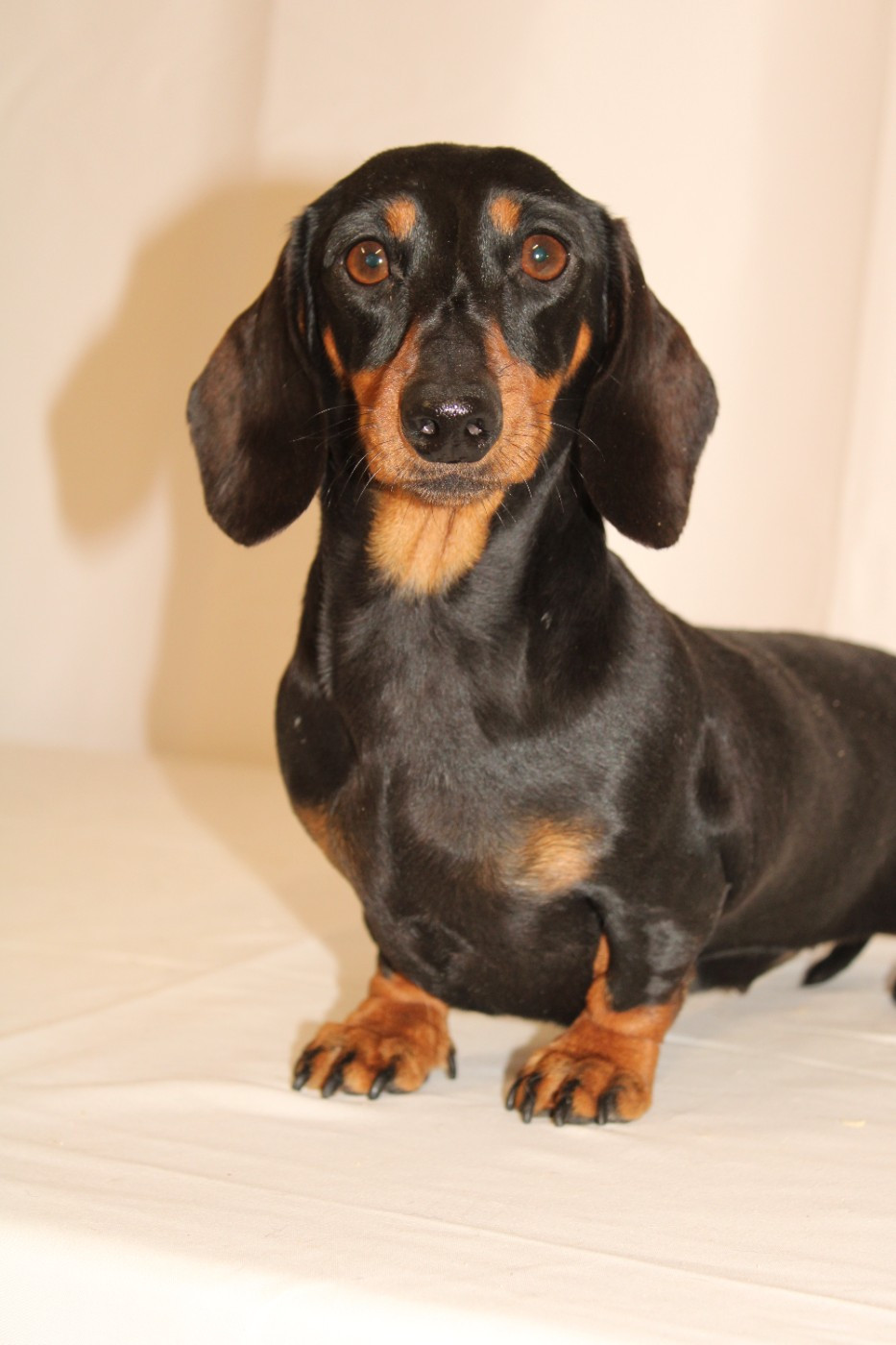 CH. TIC de la Passe de l'Eider