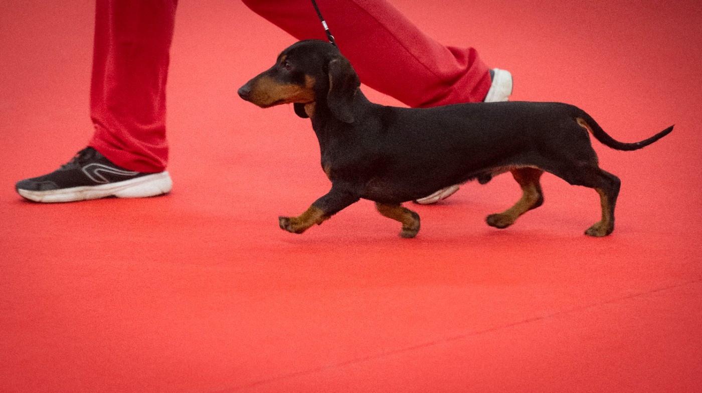 redgi prado Paradis dit Vadrouille