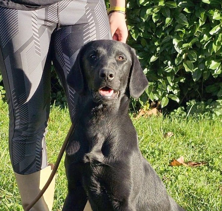 de la Passe de l'Eider - Labrador Retriever - Portée née le 25/03/2025