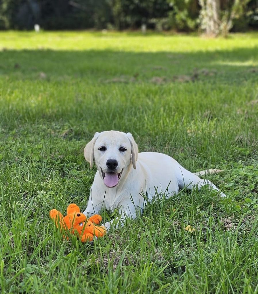 de la Passe de l'Eider - Chiots disponibles - Labrador Retriever