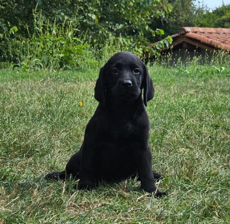 de la Passe de l'Eider - Chiots disponibles - Labrador Retriever