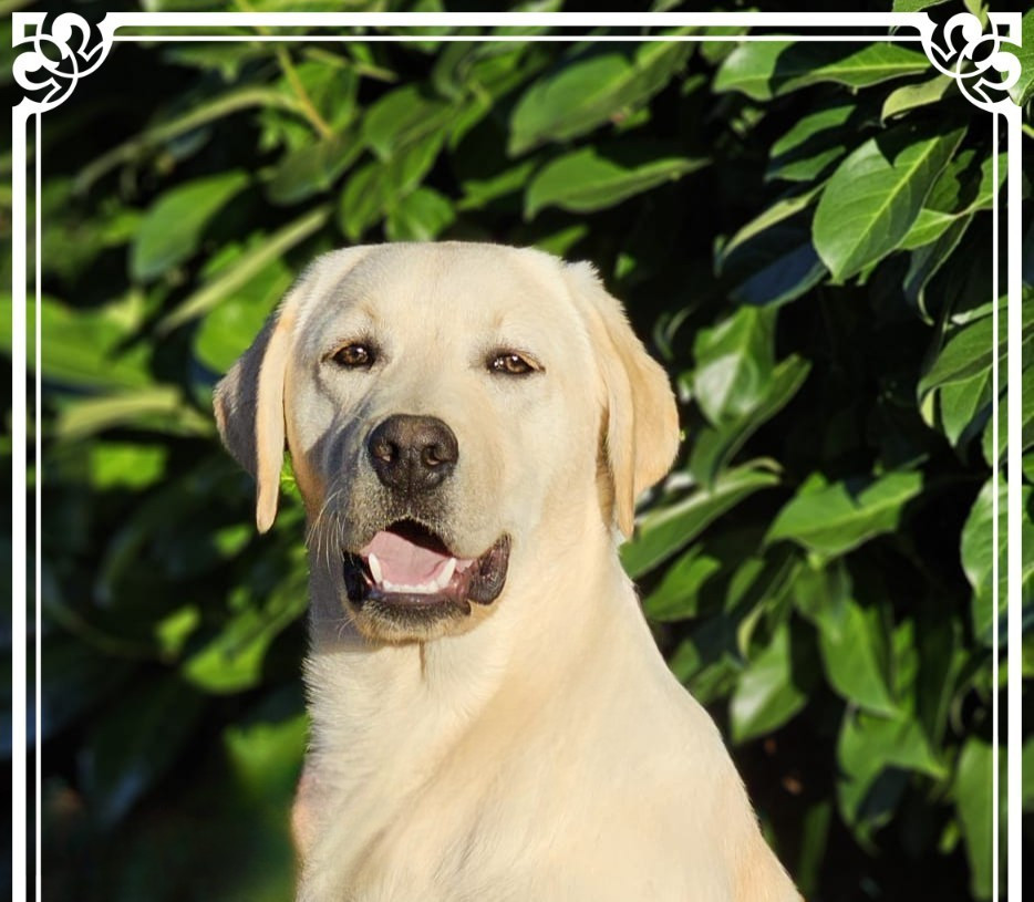 de la Passe de l'Eider - Chiots disponibles - Labrador Retriever