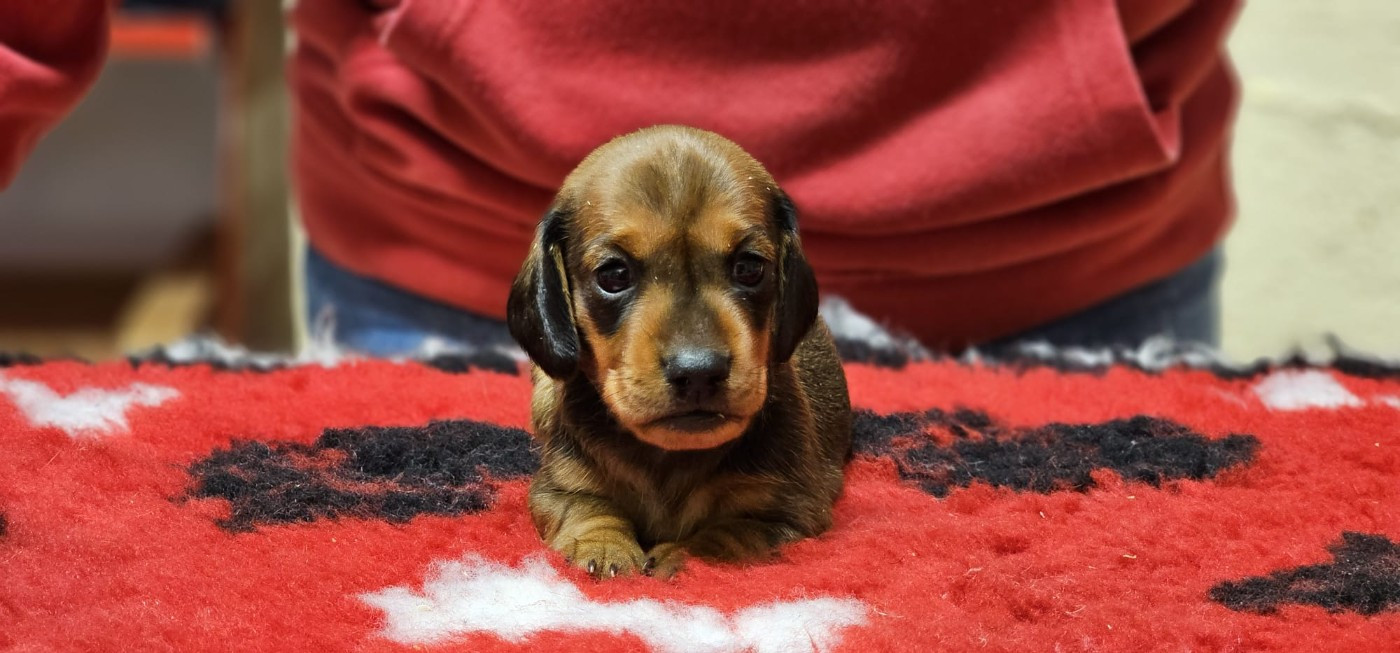 de la Passe de l'Eider - Chiots disponibles - Teckel poil ras