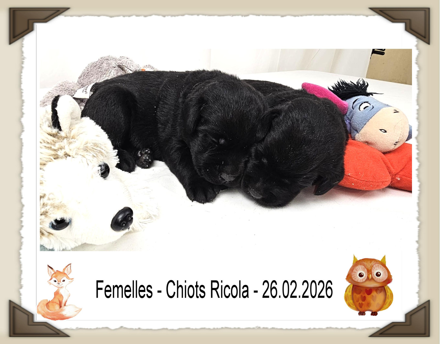 de la Passe de l'Eider - Labrador Retriever - Portée née le 11/02/2026