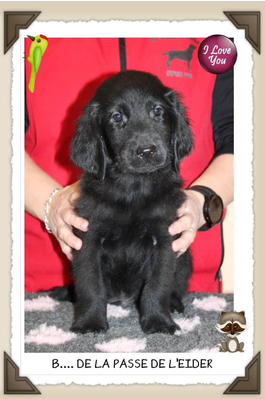 de la Passe de l'Eider - Chiots disponibles - Flat Coated Retriever
