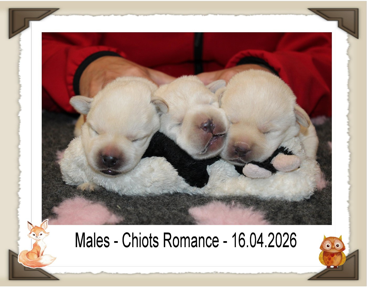 de la Passe de l'Eider - Chiots disponibles - Labrador Retriever