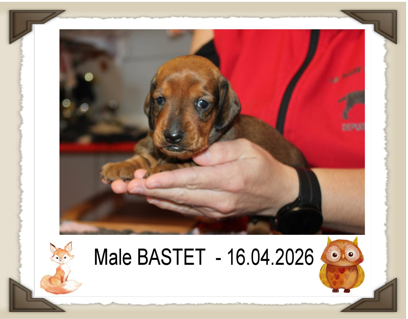 de la Passe de l'Eider - Chiots disponibles - Teckel poil ras