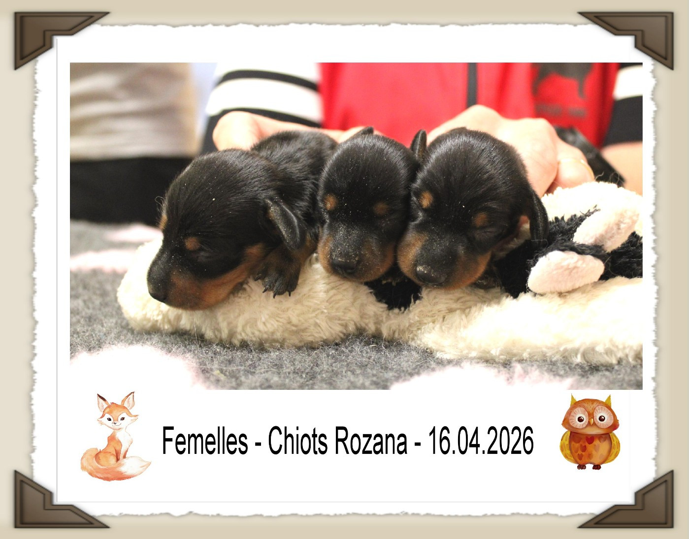 de la Passe de l'Eider - Chiots disponibles - Teckel poil ras