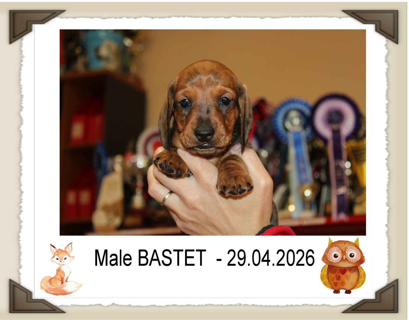 de la Passe de l'Eider - Chiots disponibles - Teckel poil ras