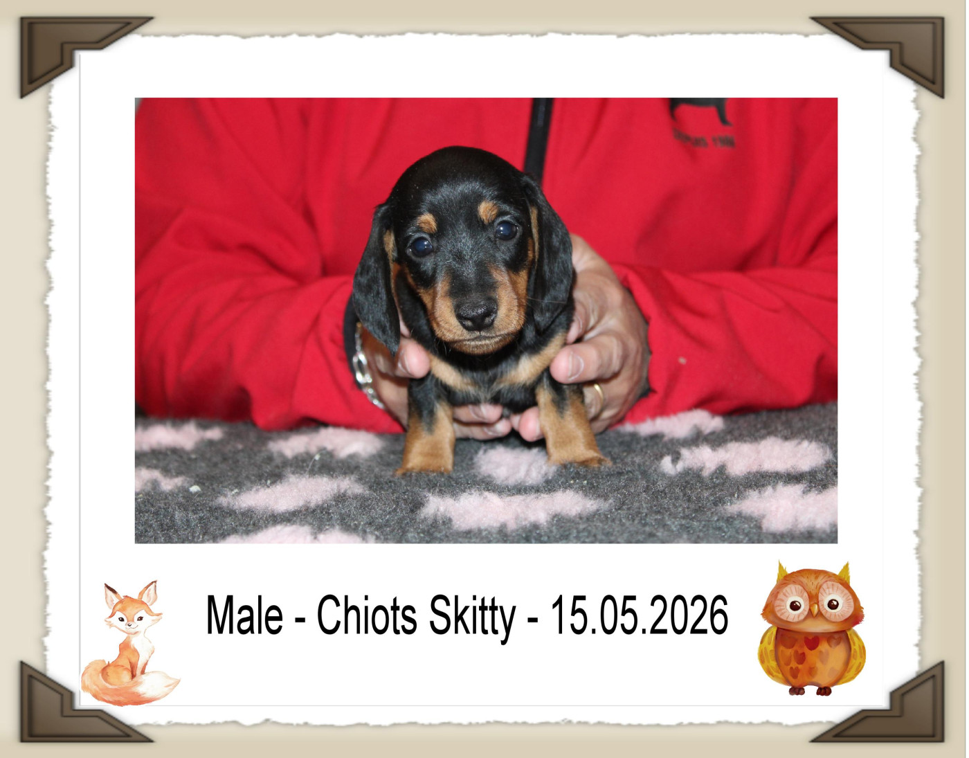 de la Passe de l'Eider - Chiots disponibles - Teckel poil ras