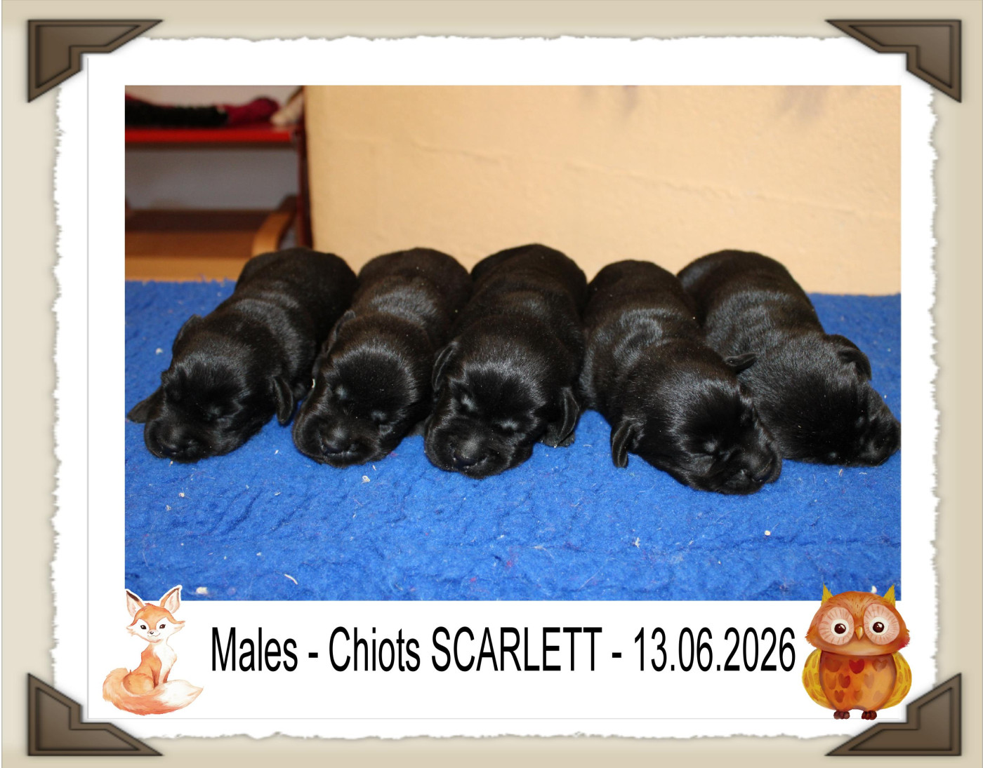 de la Passe de l'Eider - Chiots disponibles - Labrador Retriever