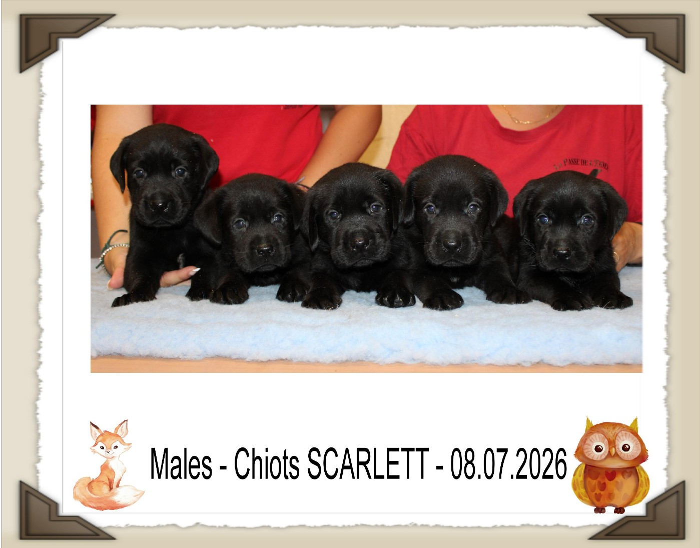 de la Passe de l'Eider - Chiots disponibles - Labrador Retriever