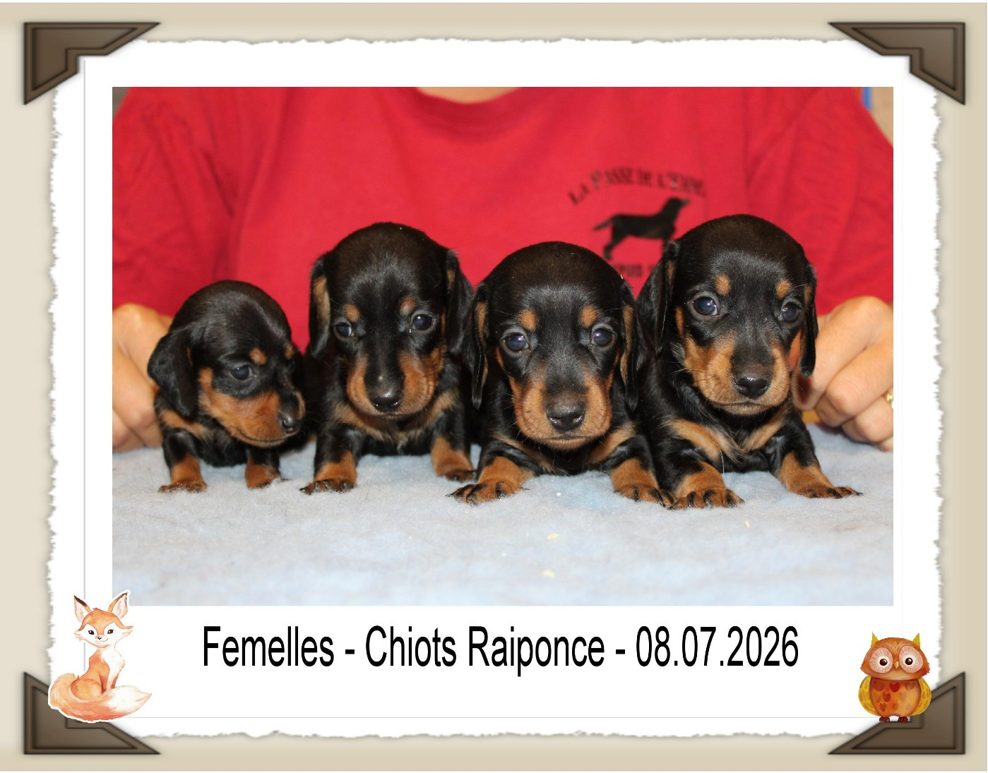 de la Passe de l'Eider - Chiots disponibles - Teckel poil ras
