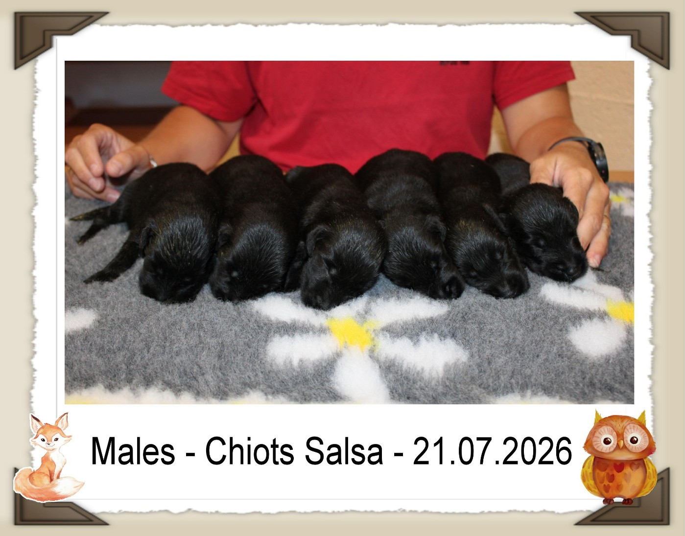 de la Passe de l'Eider - Chiots disponibles - Flat Coated Retriever