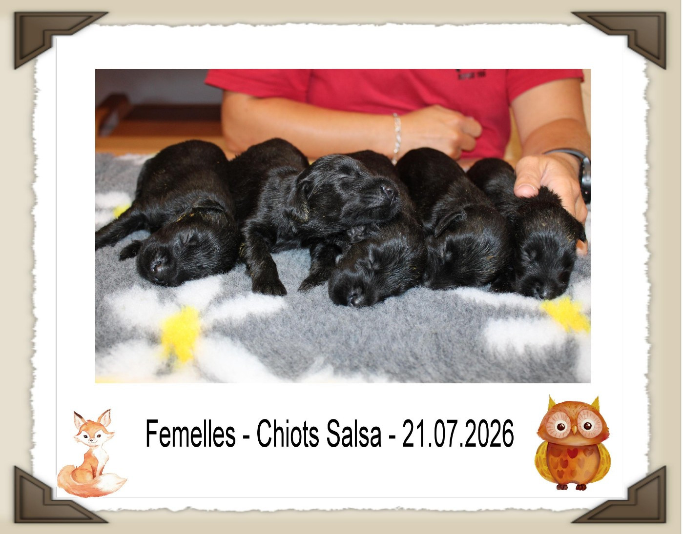 de la Passe de l'Eider - Chiots disponibles - Flat Coated Retriever