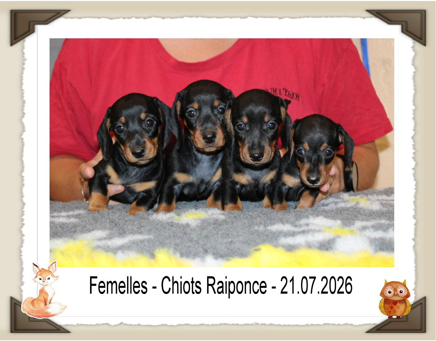 de la Passe de l'Eider - Chiots disponibles - Teckel poil ras