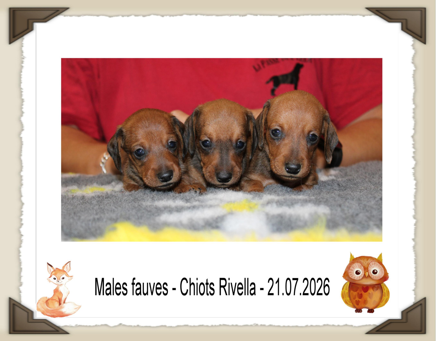 Chiot Teckel poil ras de la Passe de l'Eider