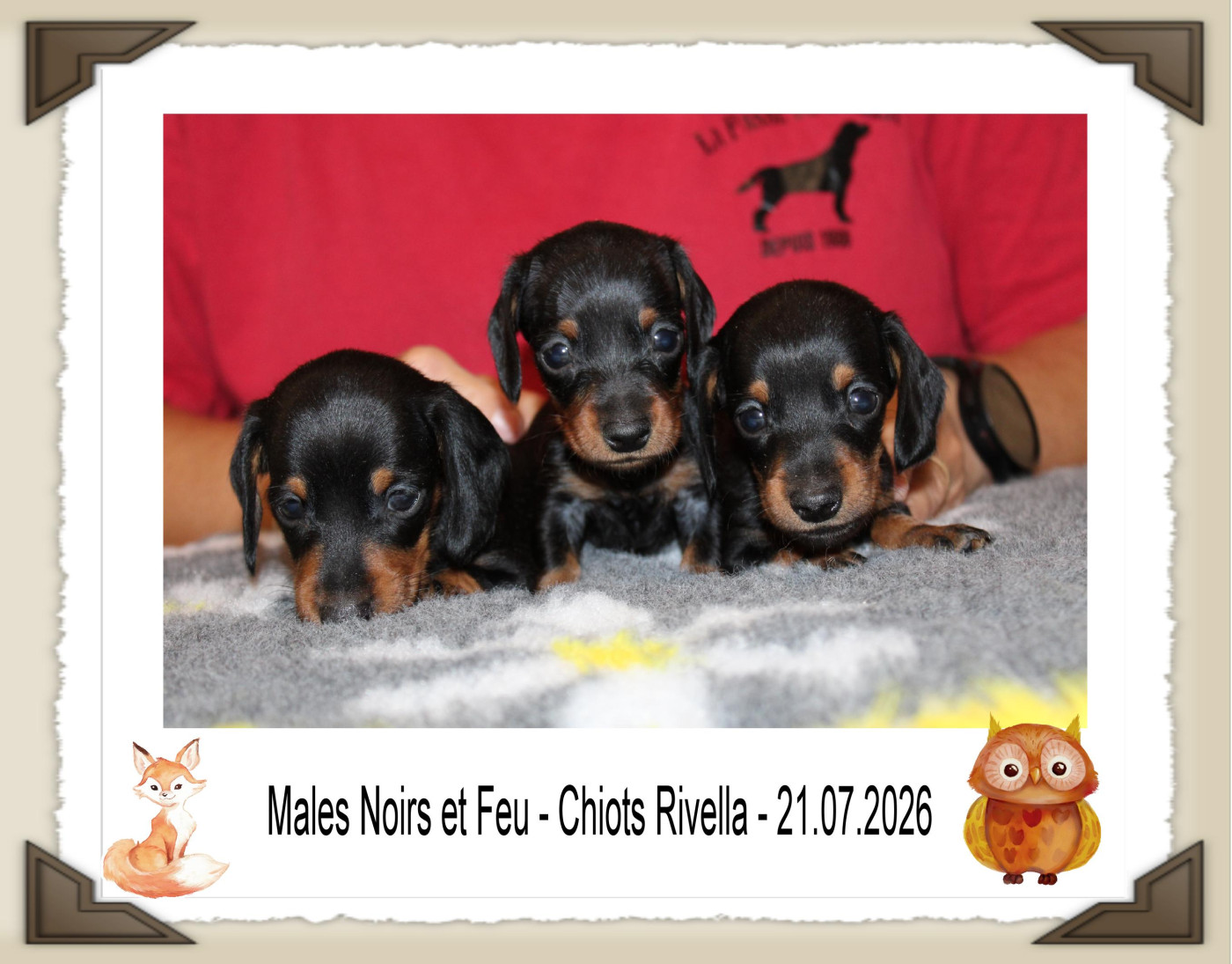 de la Passe de l'Eider - Chiots disponibles - Teckel poil ras