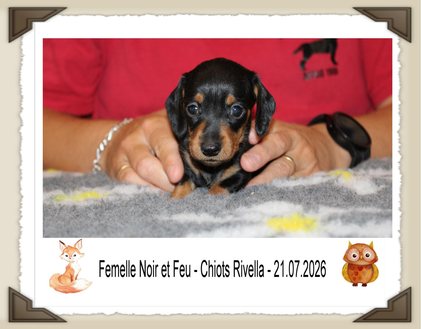 de la Passe de l'Eider - Chiots disponibles - Teckel poil ras