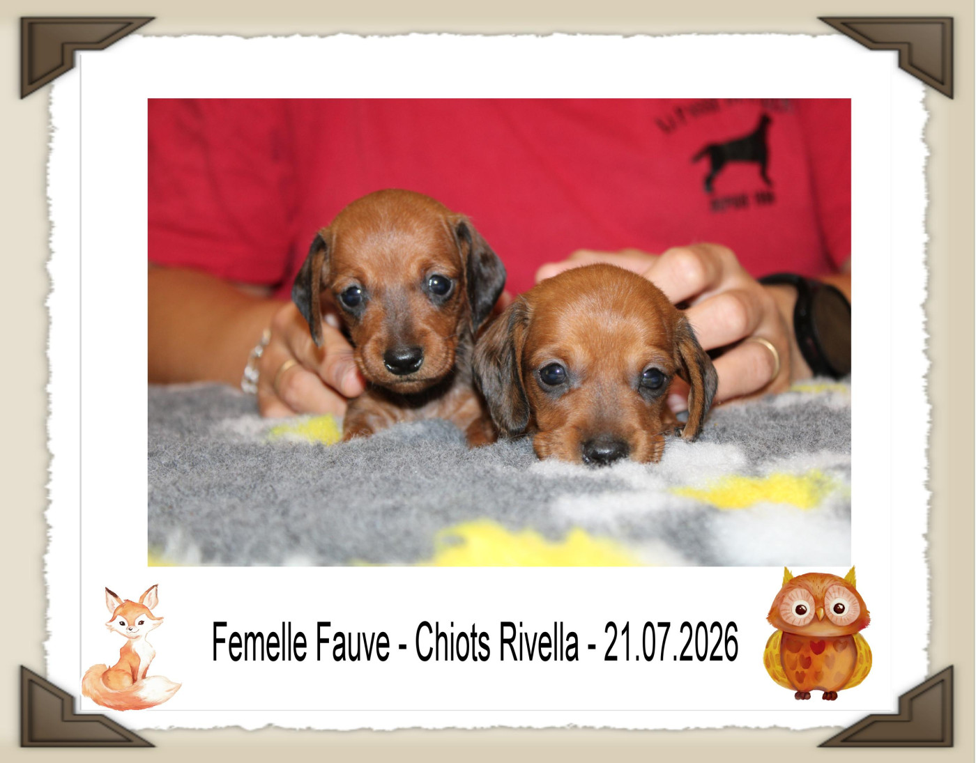 de la Passe de l'Eider - Chiots disponibles - Teckel poil ras
