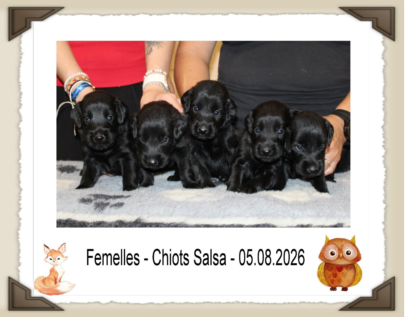 de la Passe de l'Eider - Chiots disponibles - Flat Coated Retriever