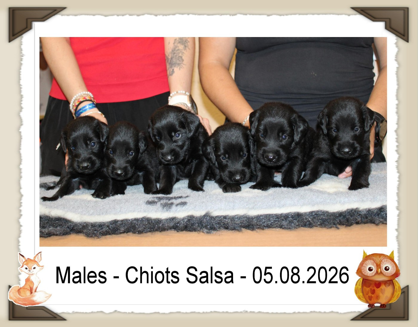 de la Passe de l'Eider - Chiots disponibles - Flat Coated Retriever