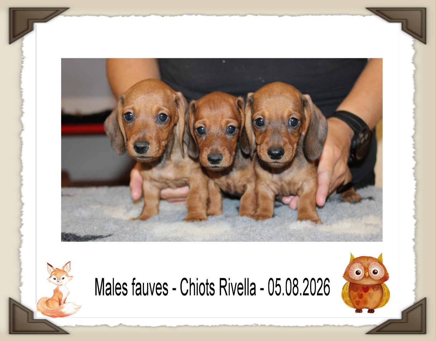 de la Passe de l'Eider - Chiots disponibles - Teckel poil ras
