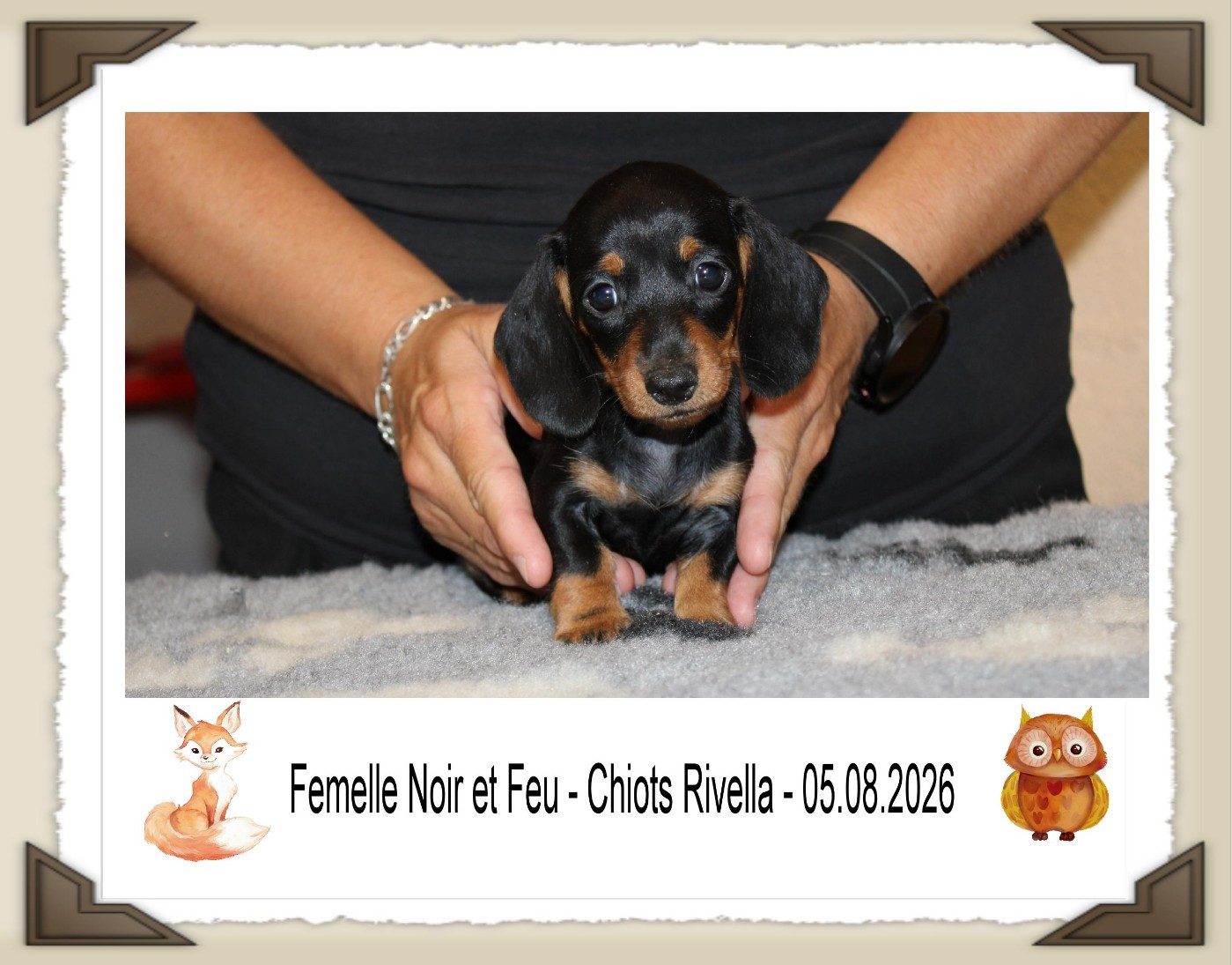 de la Passe de l'Eider - Chiots disponibles - Teckel poil ras