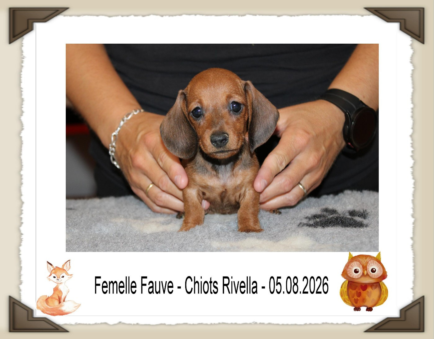 de la Passe de l'Eider - Chiots disponibles - Teckel poil ras