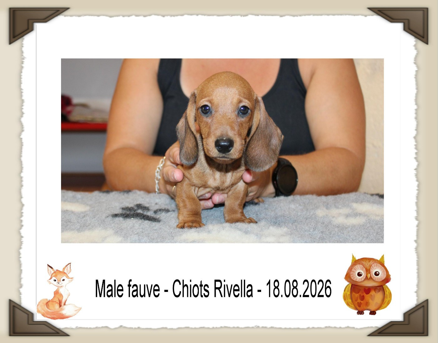 de la Passe de l'Eider - Chiots disponibles - Teckel poil ras
