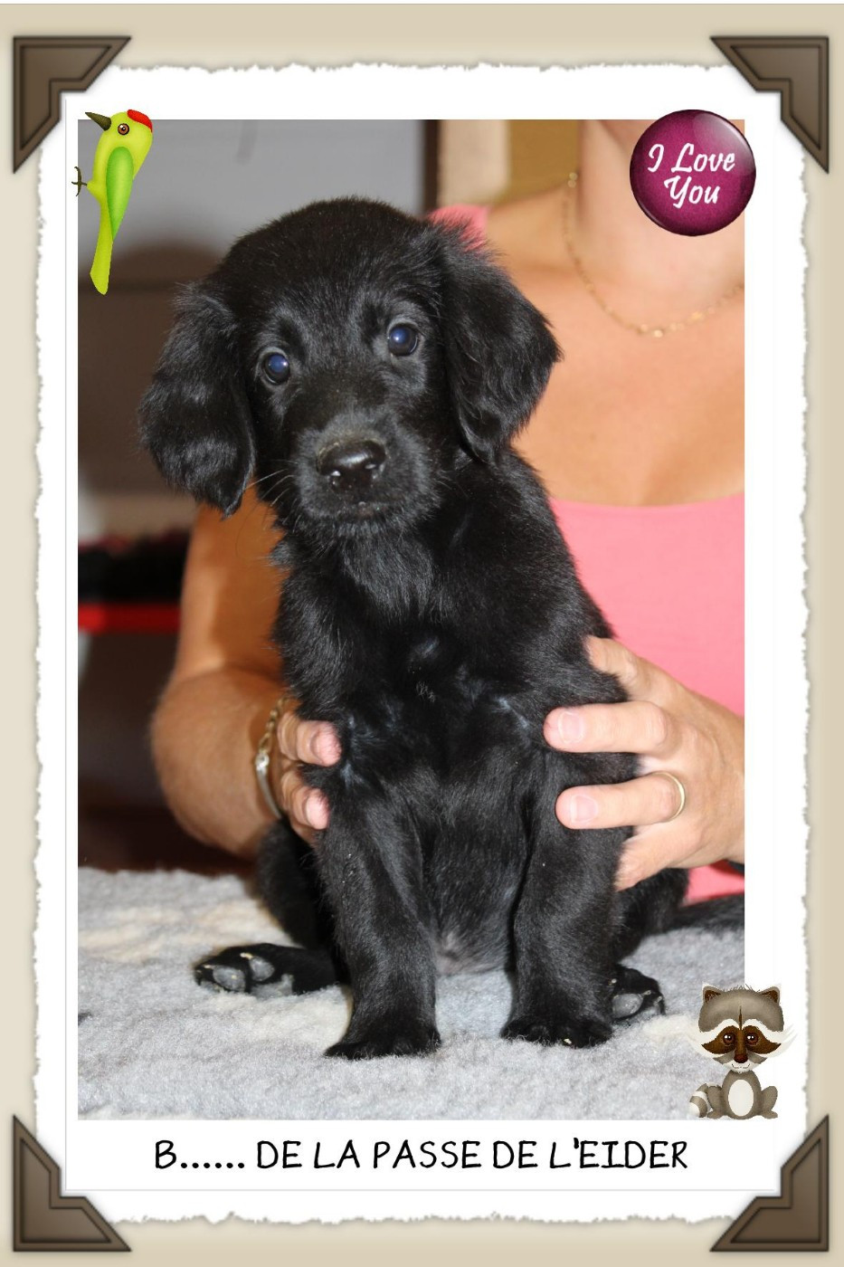 de la Passe de l'Eider - Chiots disponibles - Flat Coated Retriever