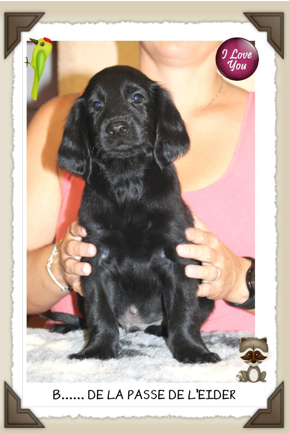 de la Passe de l'Eider - Chiots disponibles - Flat Coated Retriever