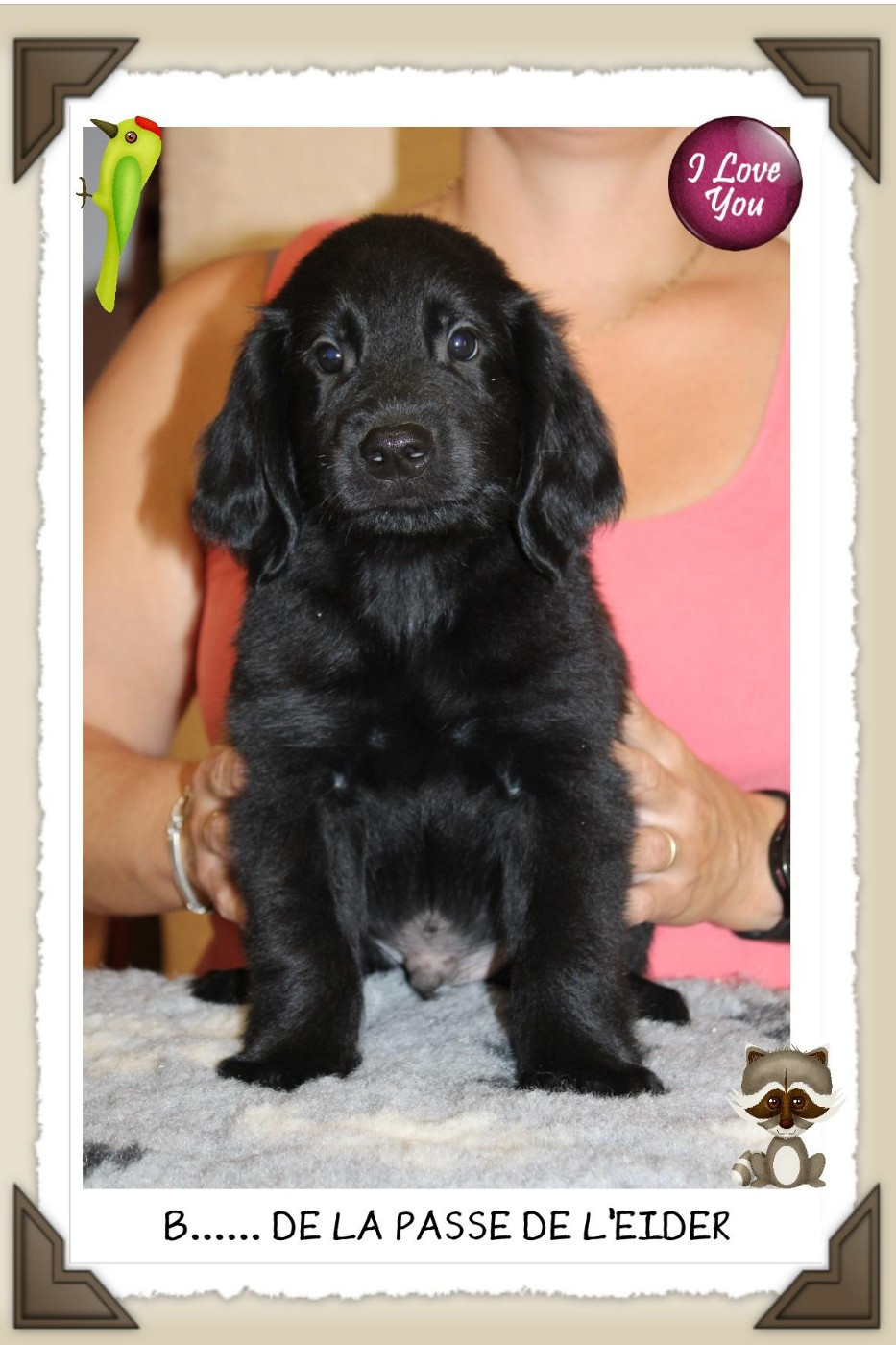 de la Passe de l'Eider - Chiots disponibles - Flat Coated Retriever